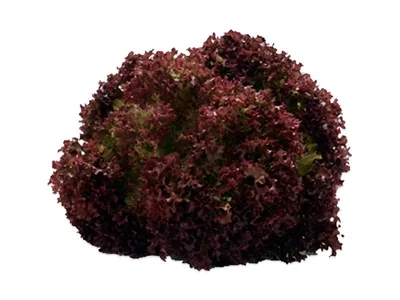 Toptan Lolo Rossa Salata — Yeşillikler tedariki