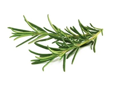 Toptan Taze Biberiye (Rosemary) — Yeşillikler tedariki